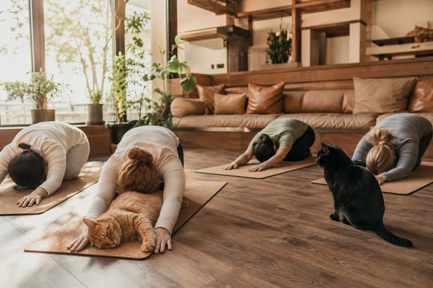 Cat Yoga